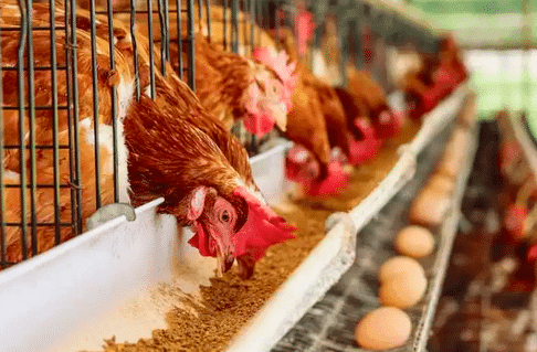 Pourquoi le poulet va-t-il coûter plus cher aux Marocains ? Pourquoi le poulet va-t-il coûter plus cher aux Marocains ? Capture decran 2024 07 11 a 01.27.04