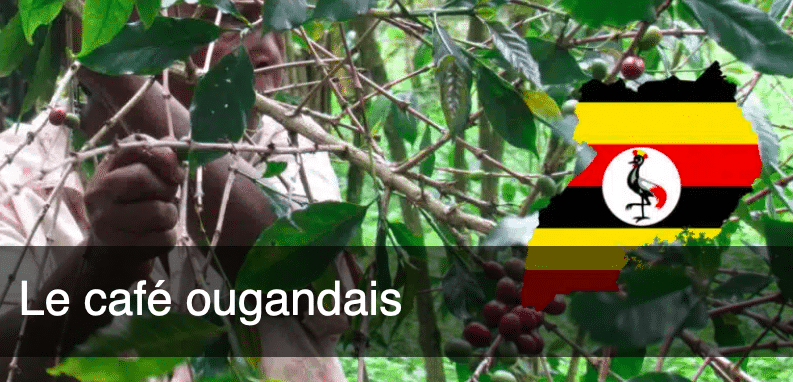 Maroc - Ouganda : vers une coopération renforcée dans l'industrie du café Maroc - Ouganda : vers une coopération renforcée dans l'industrie du café Capture decran 2024 07 15 a 17.58.37