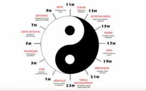 Cycle des Organes
