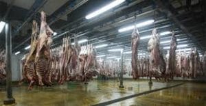 Viande rouge abbatoirs du maroc