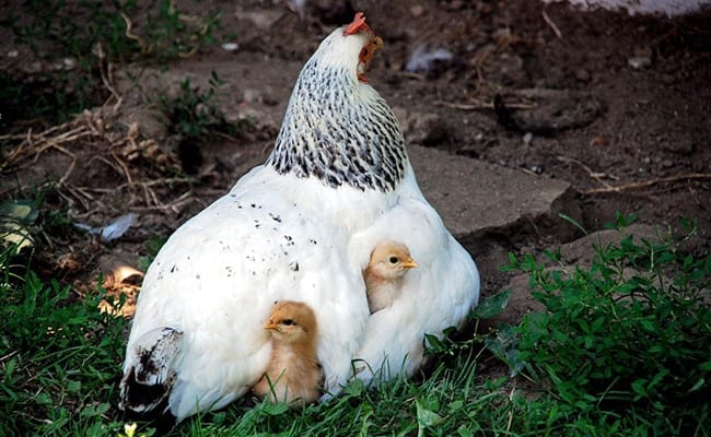 Pourquoi le poulet va-t-il coûter plus cher aux Marocains ? Pourquoi le poulet va-t-il coûter plus cher aux Marocains ? poussins 070736