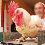 Casablanca : le poulet atteint des sommets ce week-end poulet poulet