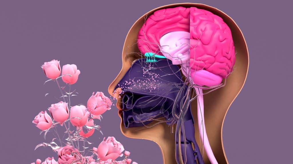 Comment laromatherapie influence votre humeur La science derriere les parfums