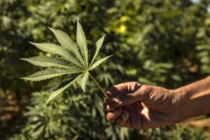 ouverture de la première usine de cannabis légal