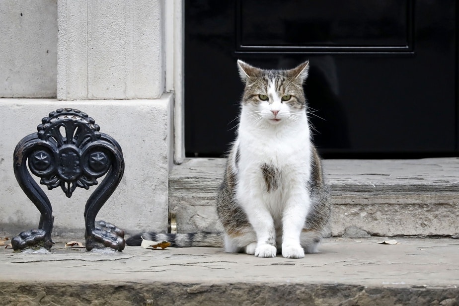 Larry le chat de Downing Street au coeur des preparatifs pour son depart