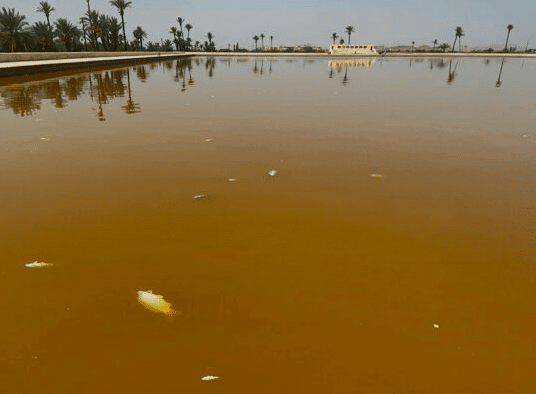 Mort mystérieuse des poissons à la Ménara ménara Capture decran 2024 09 08 a 19.01.32