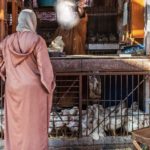 Bientôt moins de poulet sur les tables des Marocains ? poulet poulet