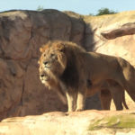 Zoo d'Aïn Sebaâ : réouverture confirmée en janvier avec une inauguration grandiose Zoo d'Aïn Sebaâ Zoo d'Aïn Sebaâ