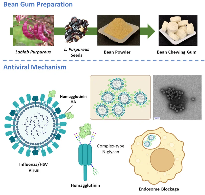 Un chewing-gum antiviral : une innovation inattendue dans la lutte contre la grippe et l’herpès chewing-gum preparation mode action chewing gum antiviral