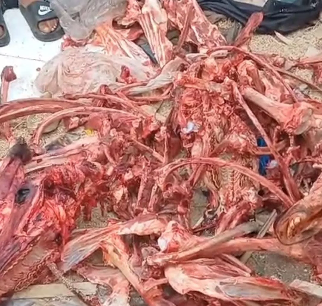 Découverte macabre à Casablanca : des têtes d’ânes et de la viande suspecte retrouvées à Moulay Rachid ane IMG 3363