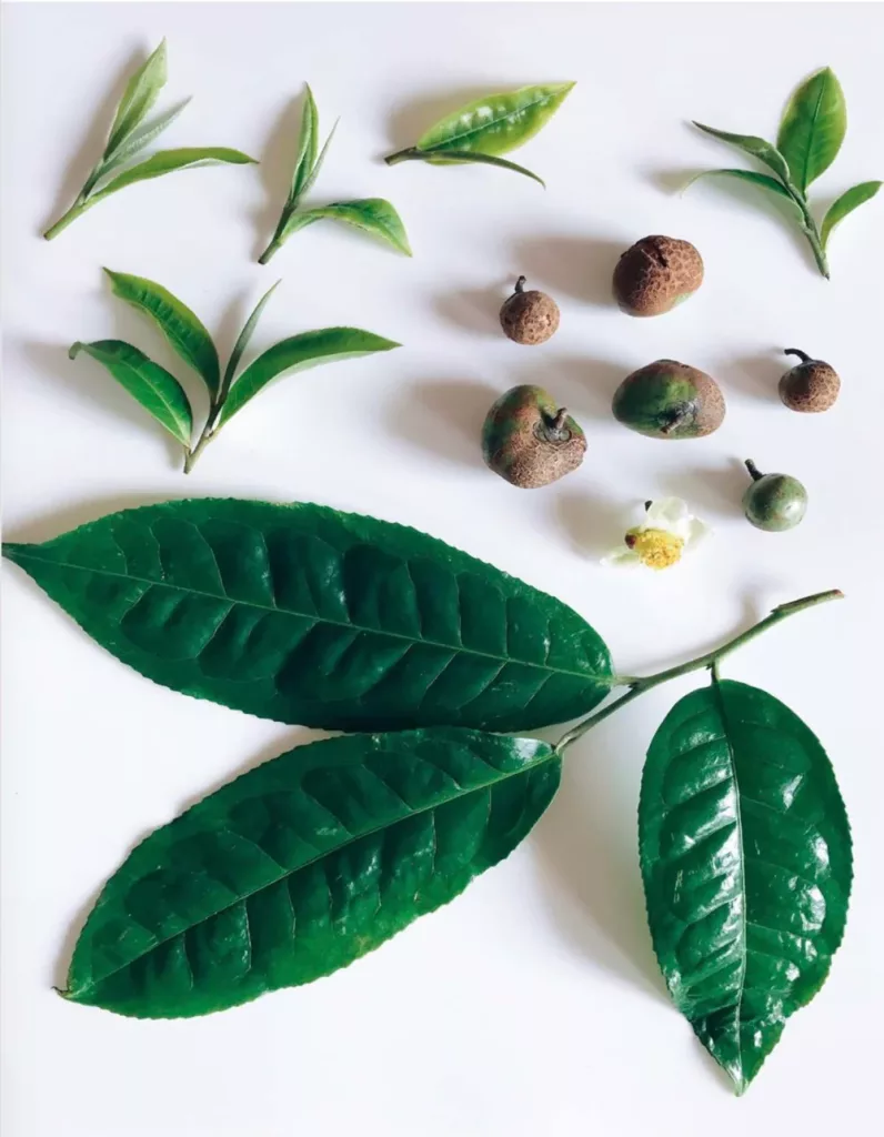 Voyage au Cœur du Thé : Du Yunnan aux Six Catégories de Saveurs thé thé