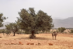 Tiznit interdit la récolte d’argan jusqu’à fin juillet pour protéger la filière