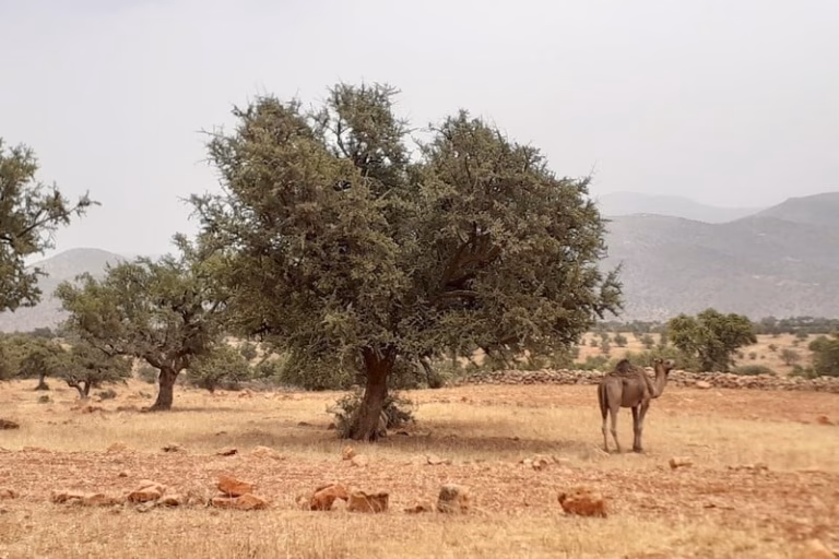 Tiznit Argan