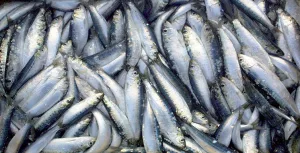 Plus de 500 tonnes de poisson débarquées, le prix de la sardine se stabilise