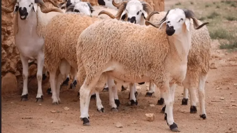 Aïd al-Adha : voici la date attendue au Maroc selon les calculs astronomiques Eid Adha عيد الأضحى