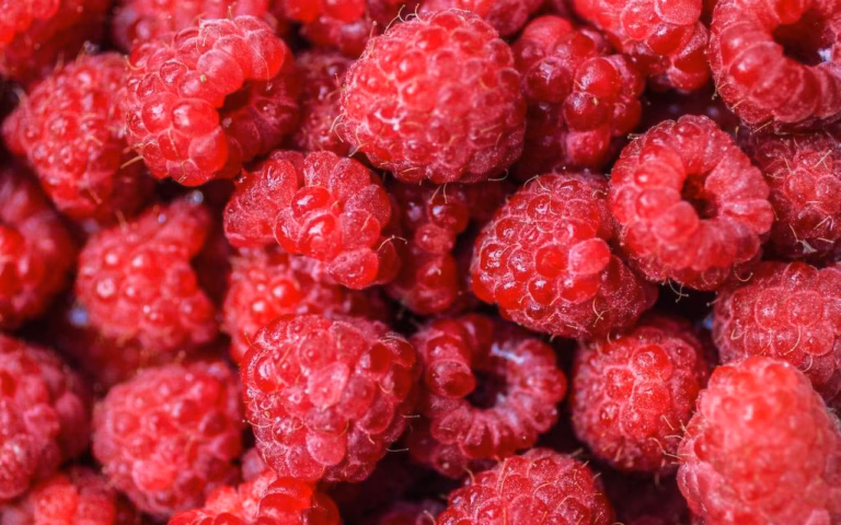 Fruits rouges : au Maroc, une saison perturbée qui fragilise l’approvisionnement européen fruits rouges