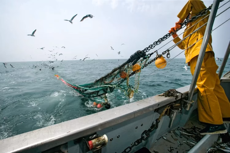 Pêche maritime : des débarquements records dans plusieurs ports du Royaume peche maroc