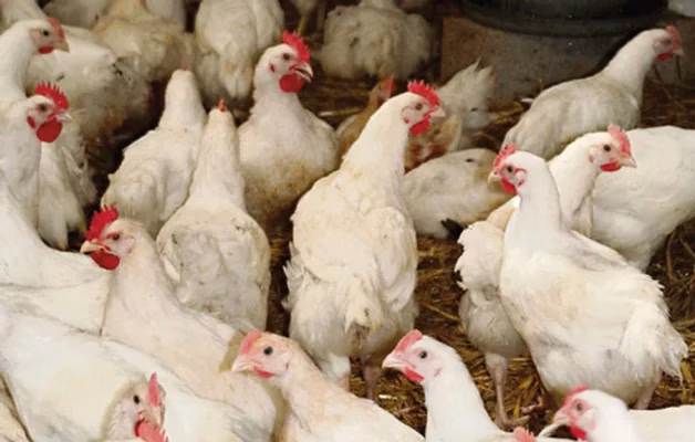 Maroc : le prix du poulet vif chute sous 7 DH, les éleveurs dénoncent une crise sans précédent 1143132663