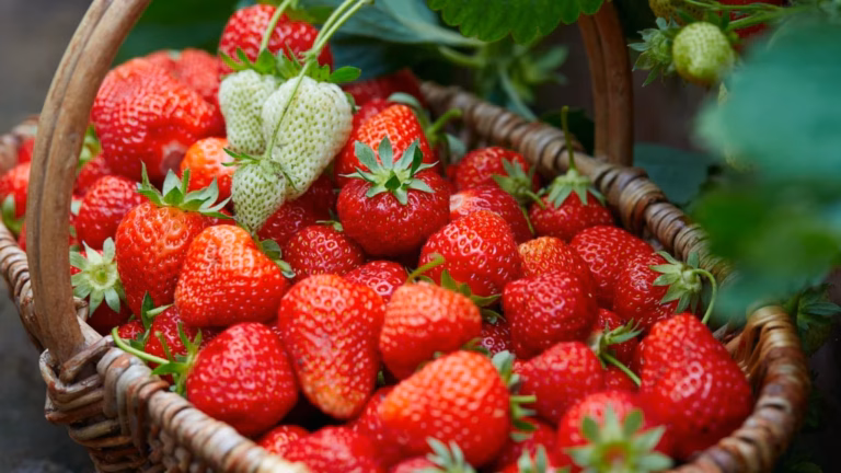 fraise
