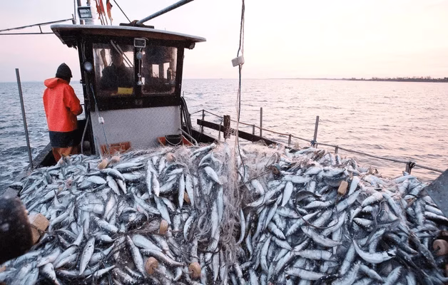 Pêche maritime : les débarquements des ports méditerranéens progressent de 4 % à fin mai 2026 peche maroc