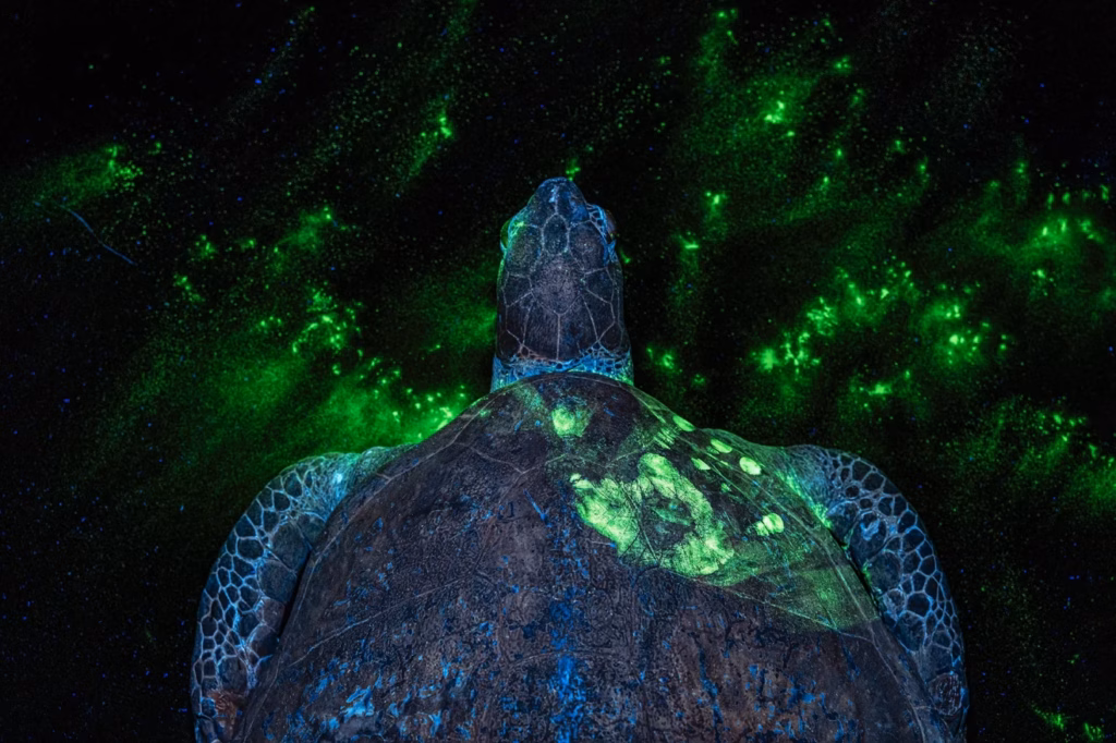 Earth Photo Awards 2026 : Britta Jaschinski récompensée pour son enquête sur le trafic d’animaux sauvages Earth Photo Awards 2026 britta jaschinski every crime leaves a trace 114931